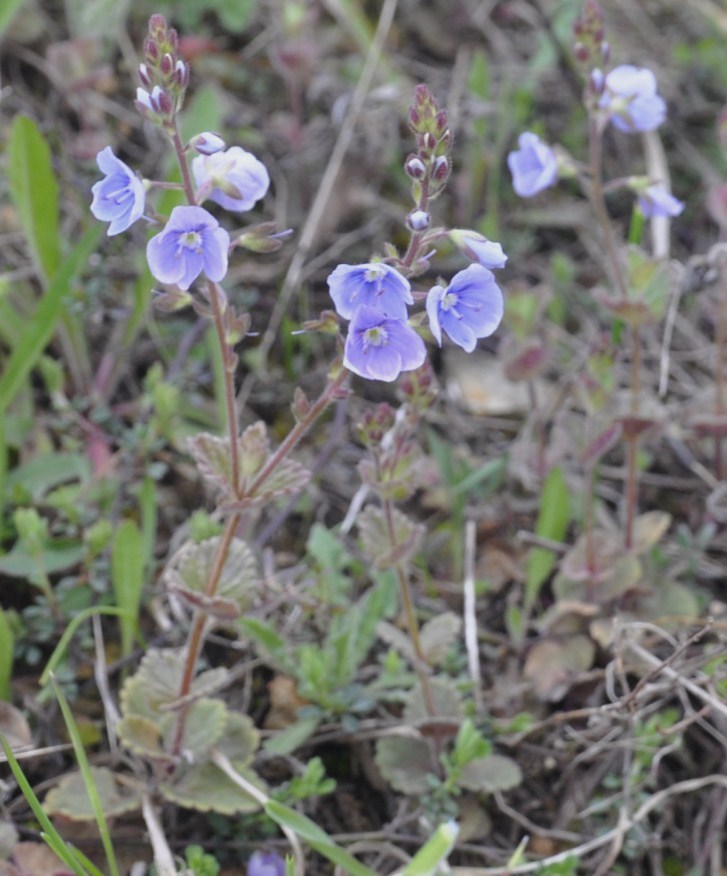 Image of Veronica chamaedryoides specimen.