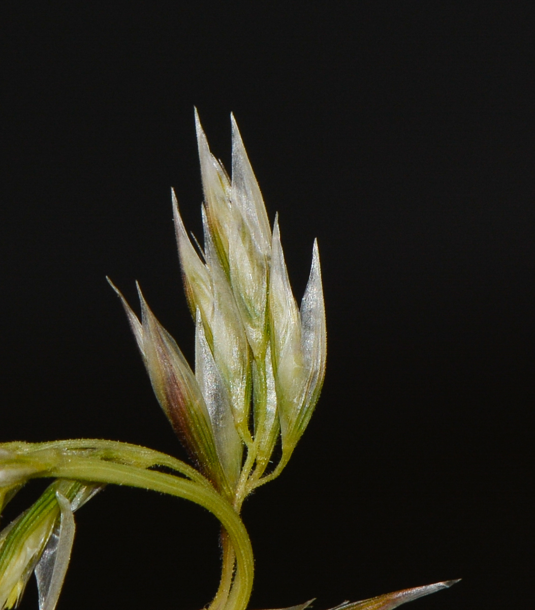 Image of Asthenatherum forskaolii specimen.