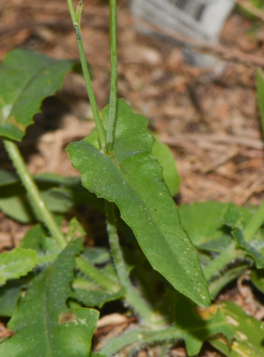 Image of Emilia sonchifolia specimen.