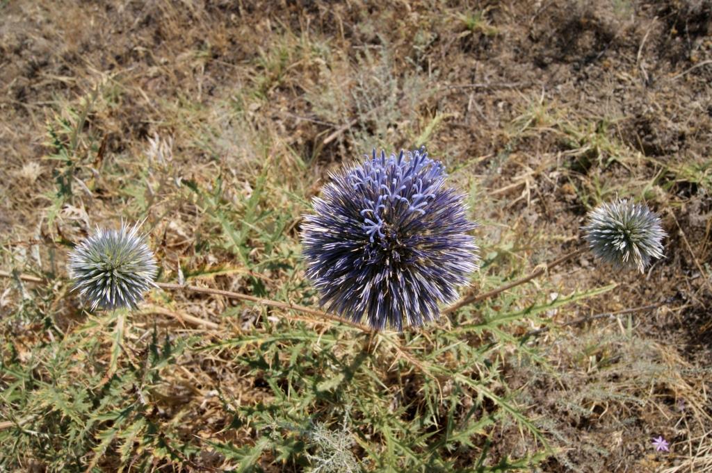 Изображение особи род Echinops.