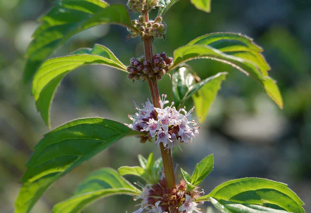 Image of Mentha arvensis specimen.