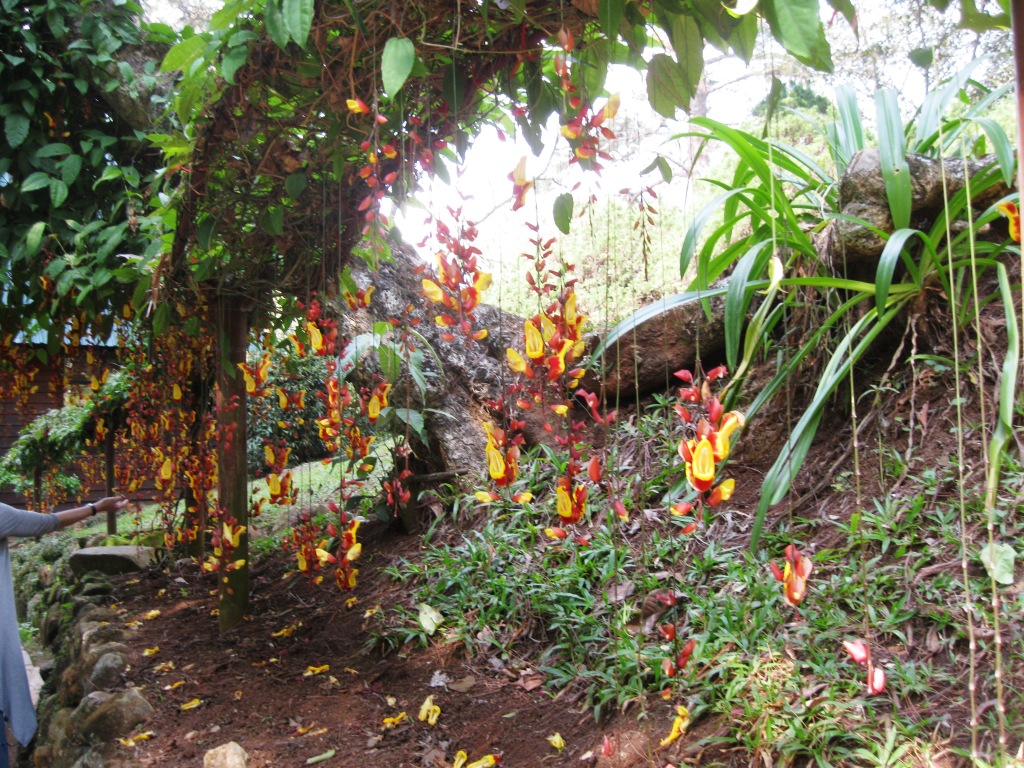 Image of Thunbergia mysorensis specimen.