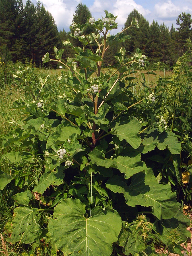 Изображение особи Arctium tomentosum.