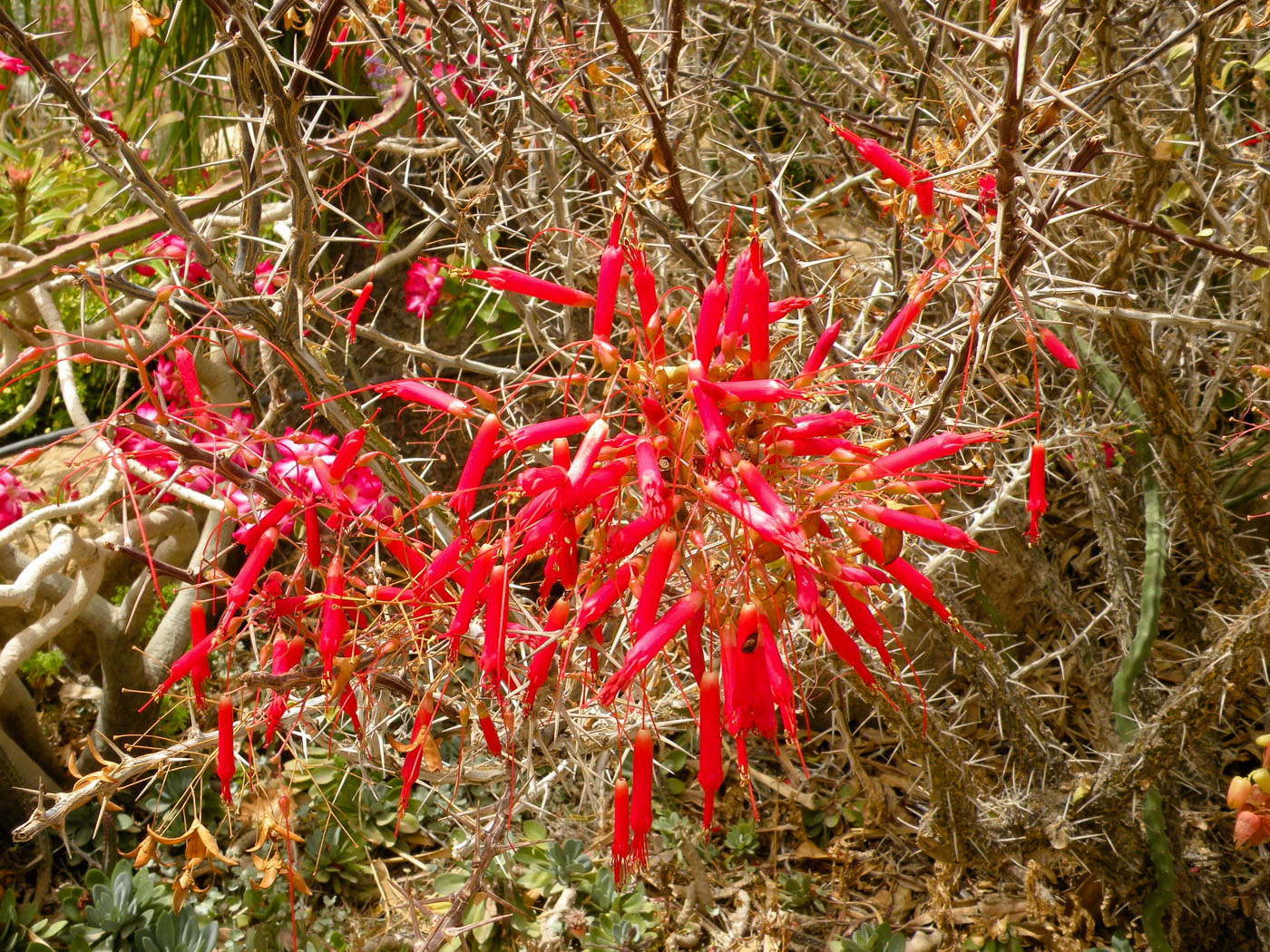 Image of Fouquieria macdougalii specimen.