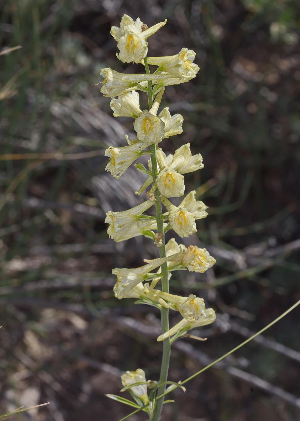 Изображение особи Delphinium biternatum.