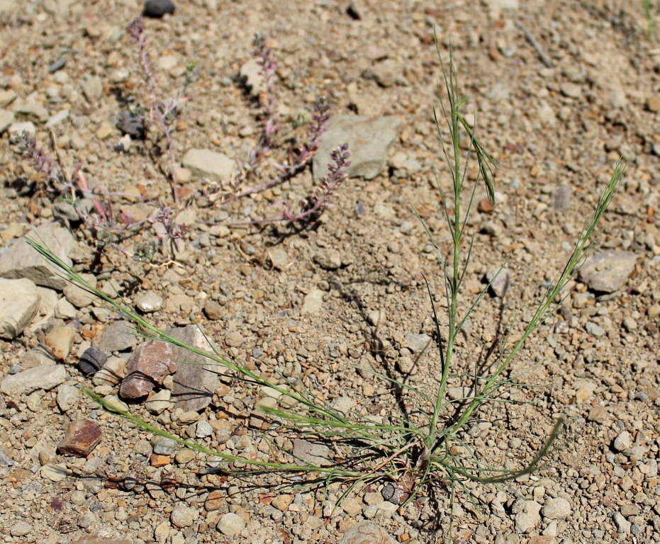 Image of familia Caryophyllaceae specimen.