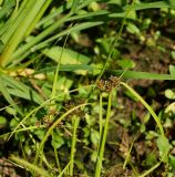 Cyperus fuscus. Верхушки цветущих побегов (вид сбоку). Восточный Казахстан, г. Усть-Каменогорск, берег р. Ульба, влажный луг. 17.07.2017.