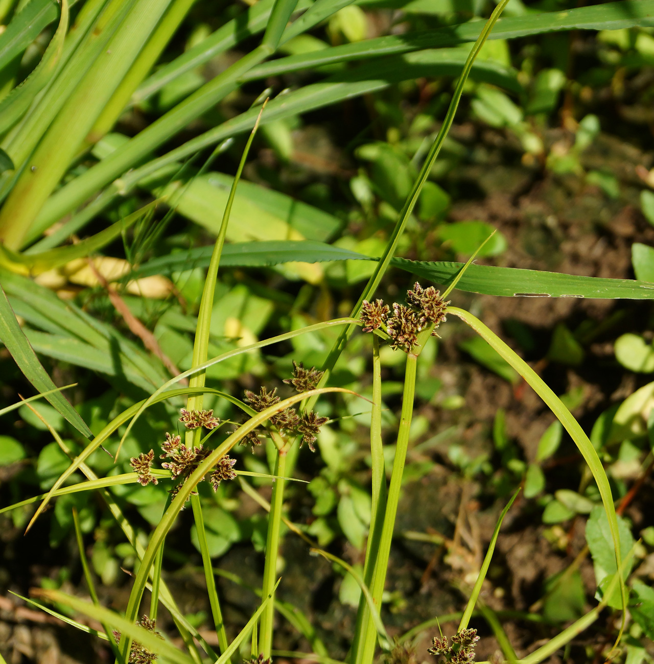 Image of Cyperus fuscus specimen.