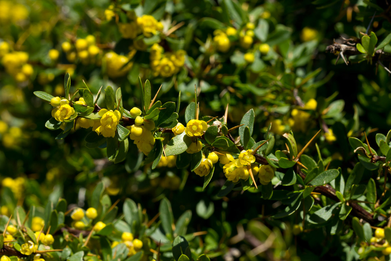 Image of Berberis cretica specimen.