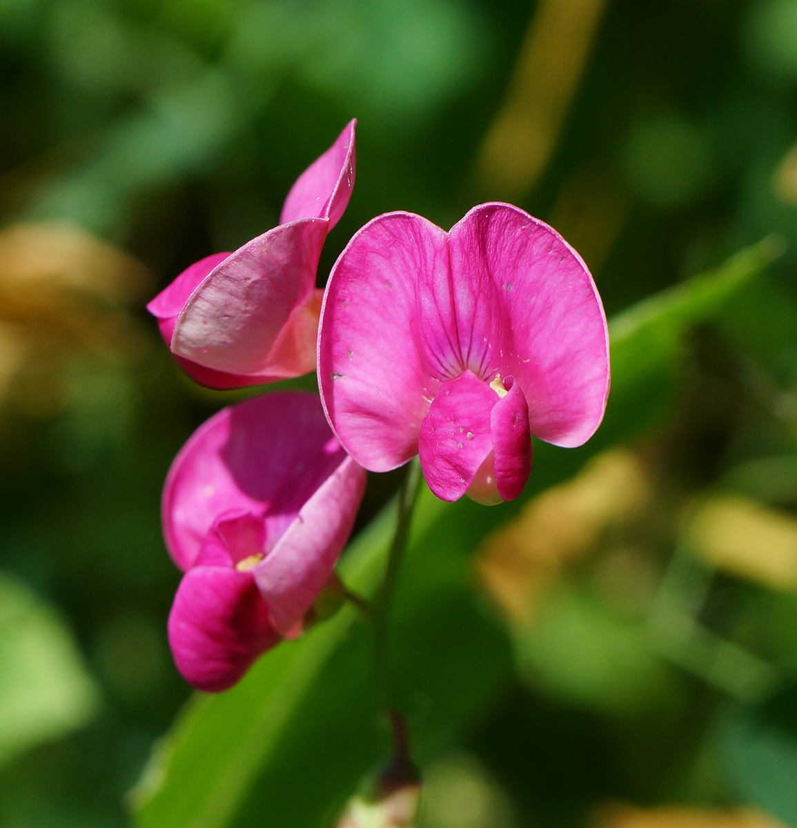 Image of Lathyrus tuberosus specimen.