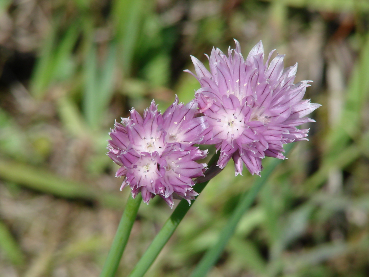 Изображение особи Allium schoenoprasum.