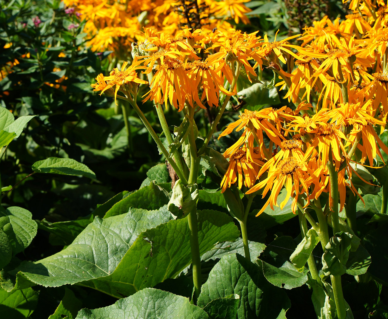 Image of Ligularia dentata specimen.