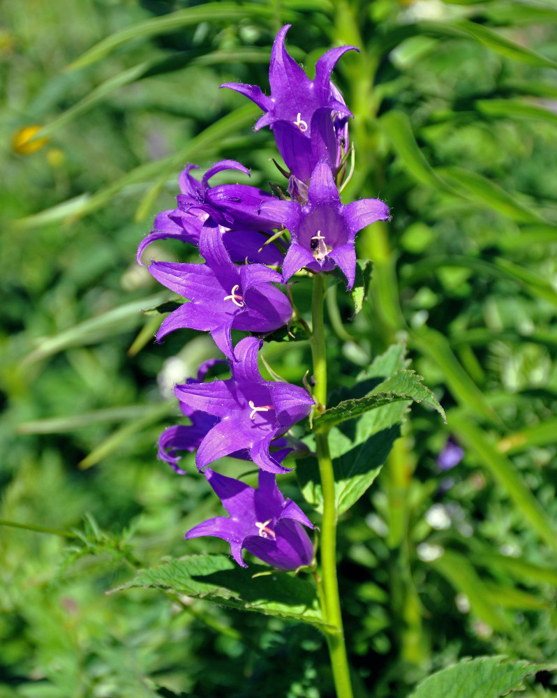 Изображение особи Campanula latifolia.