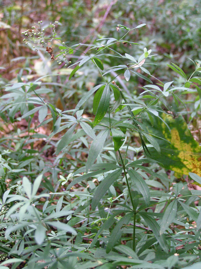 Image of Galium intermedium specimen.