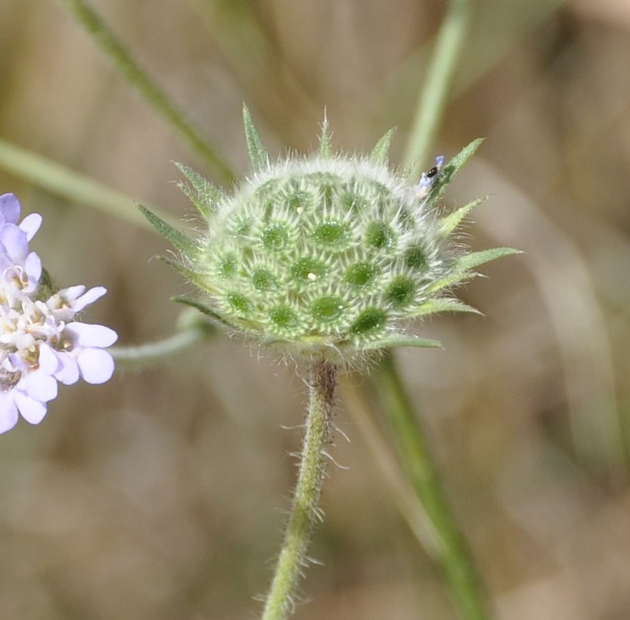 Image of genus Knautia specimen.