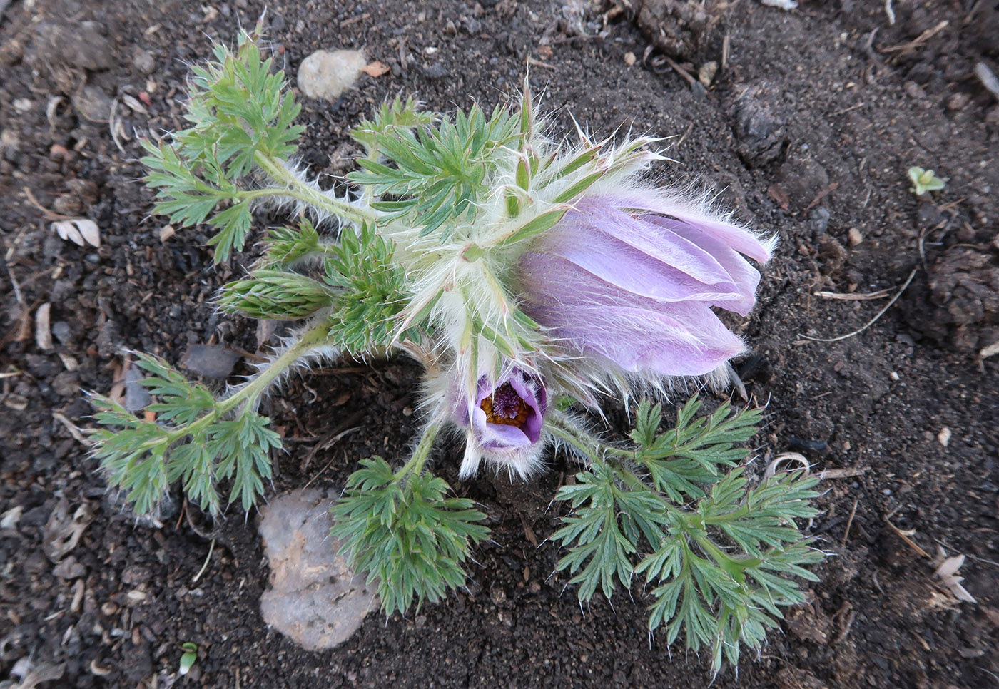 Image of Pulsatilla turczaninovii specimen.