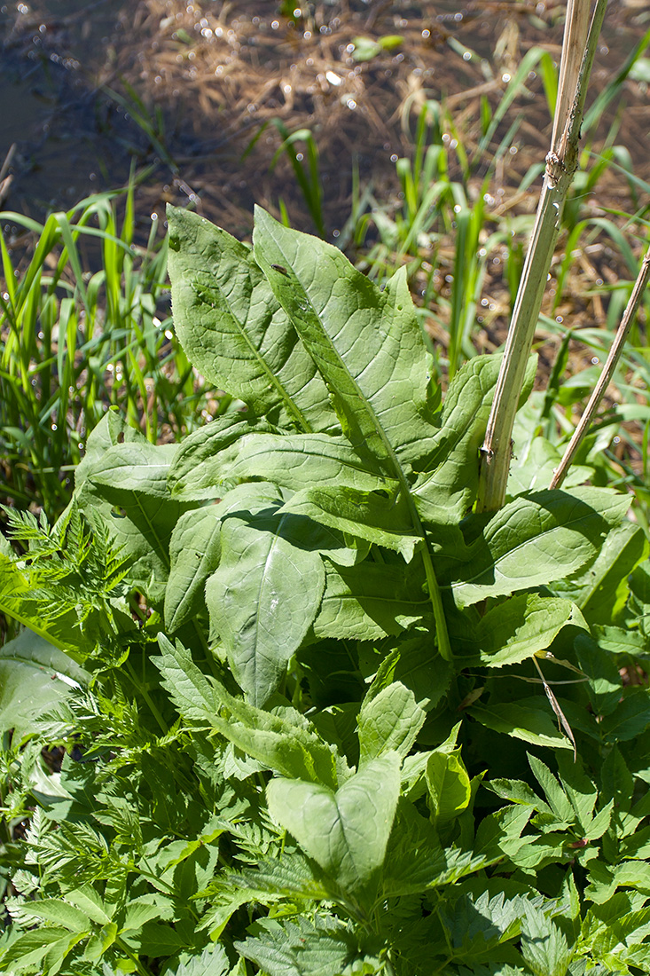 Image of Cirsium oleraceum specimen.