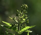 Lysimachia vulgaris. Верхушка растения с бутонами соцветий и листьями. Московская обл., Раменский р-н, окр. дер. Хрипань, садовый участок. 16.06.2018.