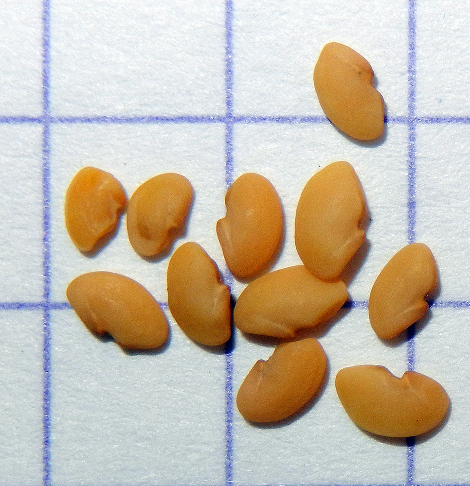 Image of Medicago rigidula specimen.