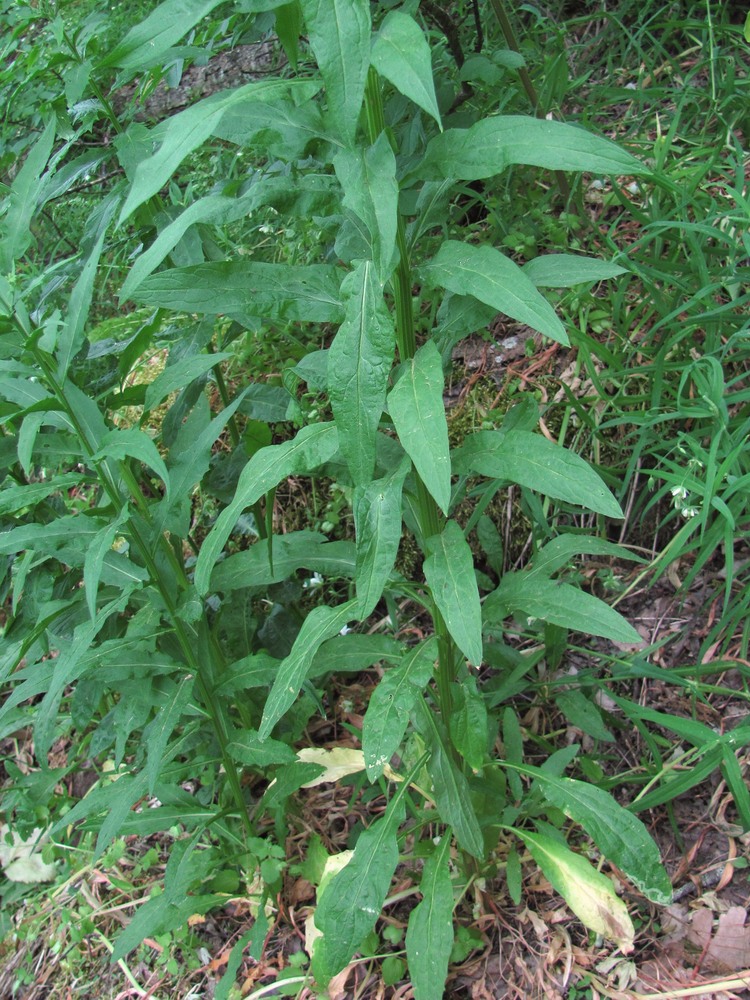 Image of Erysimum aureum specimen.