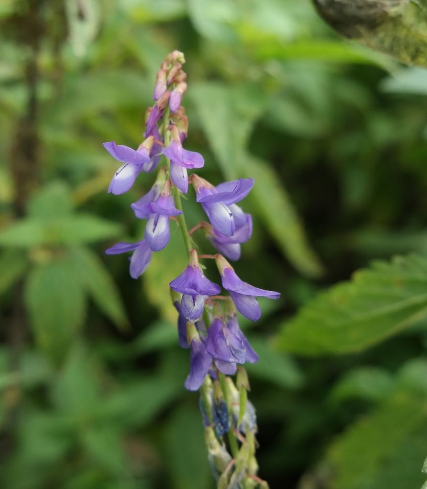 Изображение особи Galega orientalis.