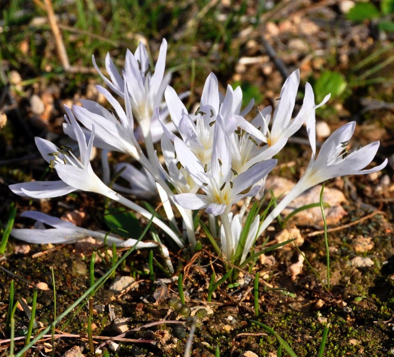 Image of Colchicum pusillum specimen.