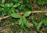 Смотреть изображение Trientalis europaea