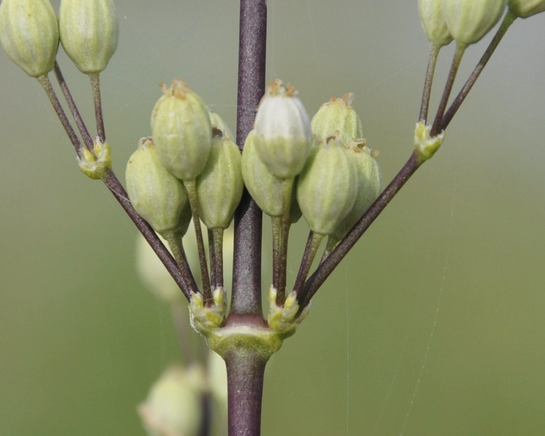 Image of Silene exaltata specimen.