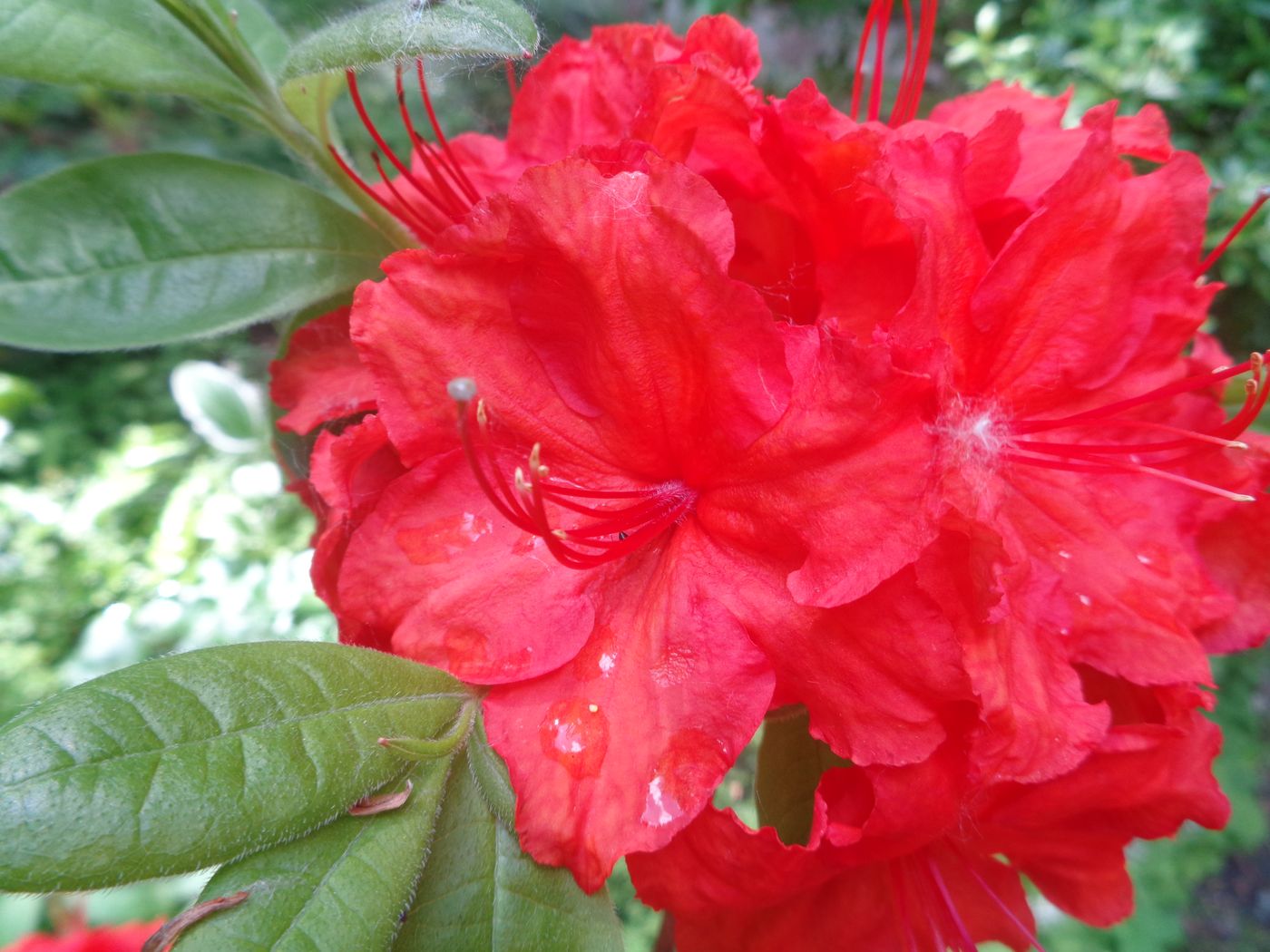 Изображение особи род Rhododendron.