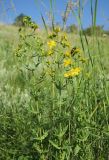 Hypericum elegans