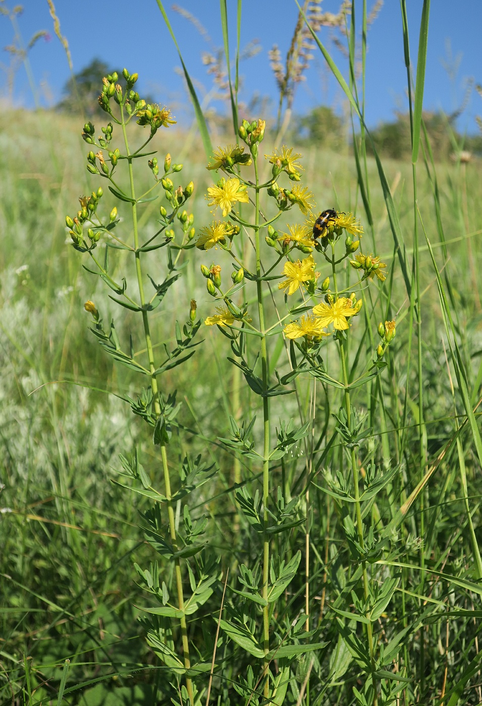 Image of Hypericum elegans specimen.