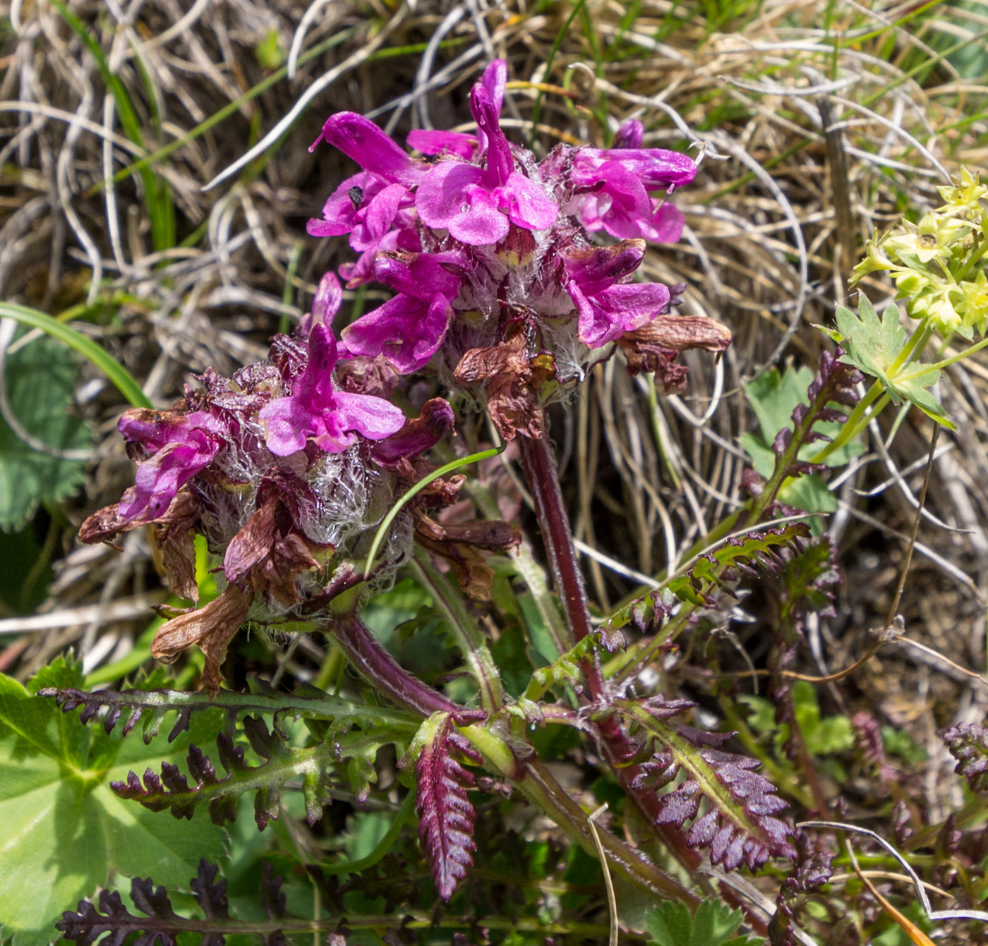 Image of Pedicularis pontica specimen.