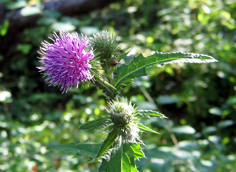 Изображение особи Carduus crispus.