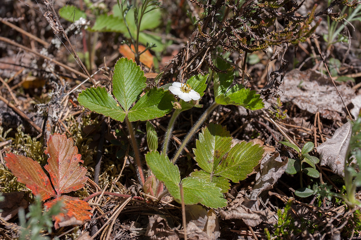 Image of Fragaria vesca specimen.