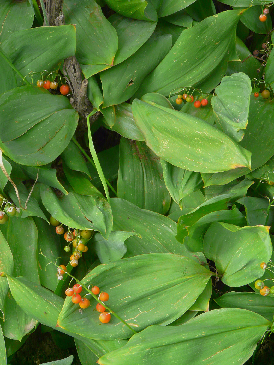 Изображение особи Convallaria majalis.