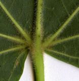 Tilia cordifolia