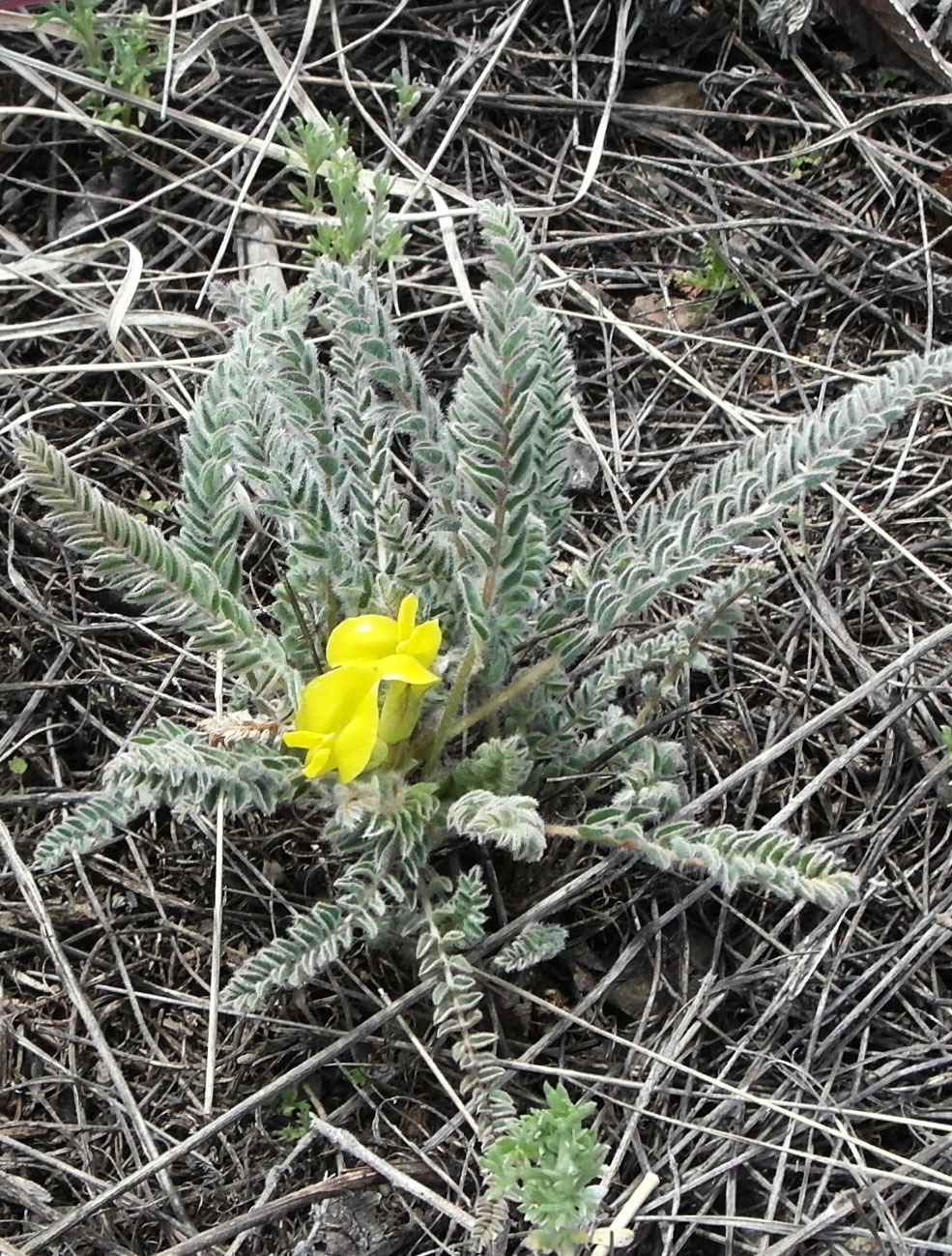 Изображение особи Astragalus buchtormensis.