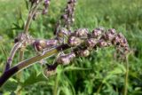 Aconitum septentrionale. Часть соцветия с бутонами. Свердловская обл., окр. г. Североуральск, подножие Сосьвинского хребта, долина р. Большая Сосьва, смешанный лес. 29.06.2010.