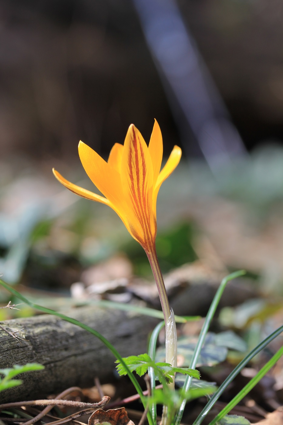 Изображение особи Crocus angustifolius.