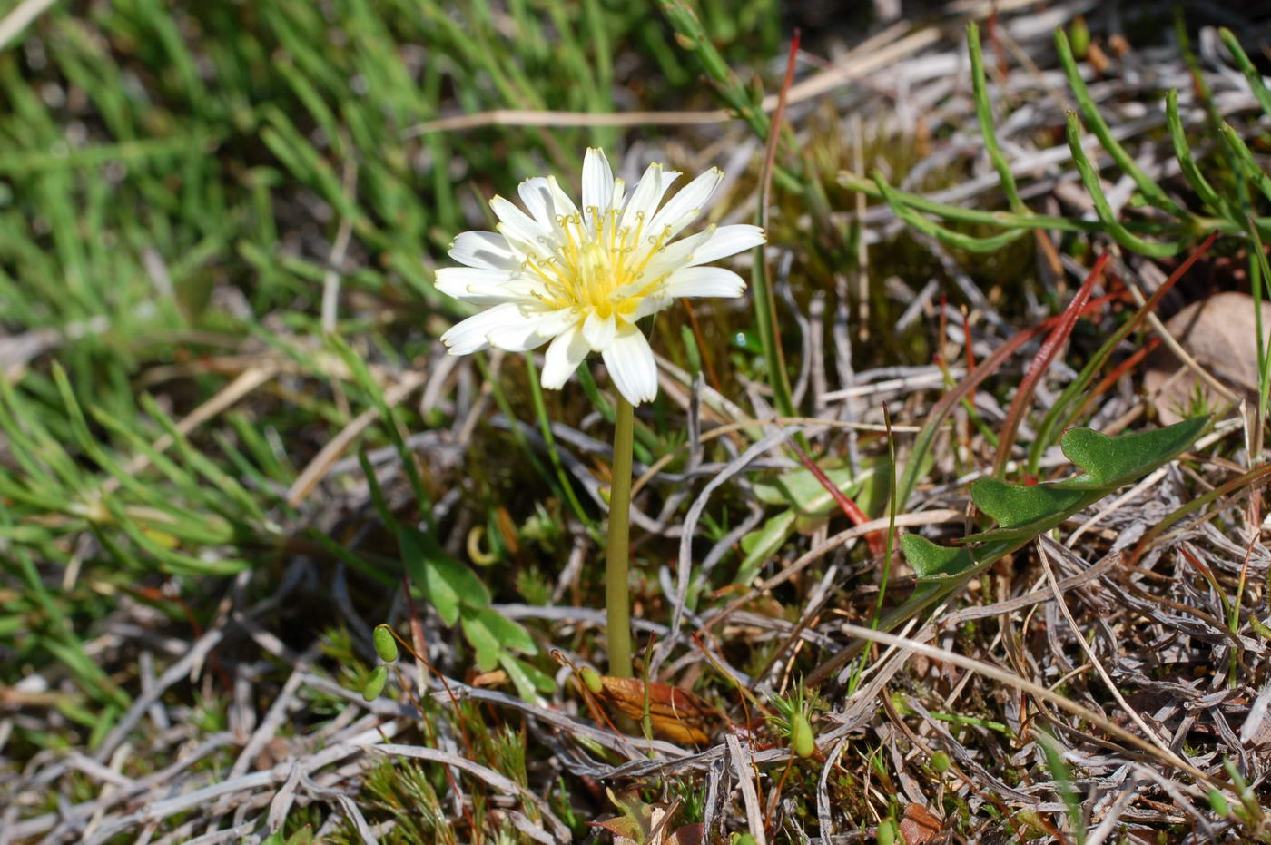 Изображение особи Taraxacum arcticum.