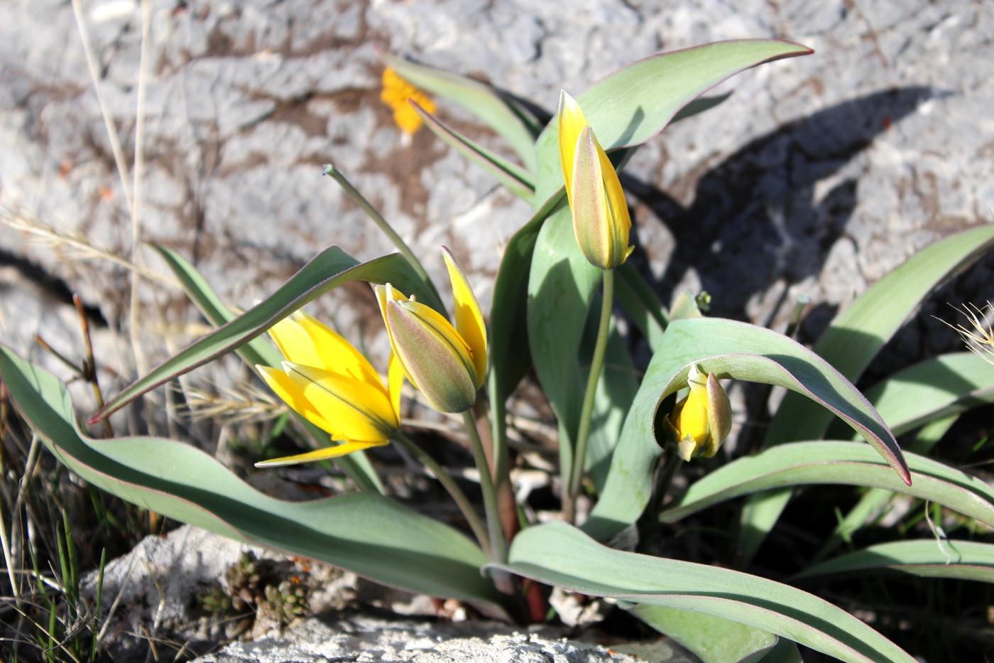 Image of Tulipa turkestanica specimen.