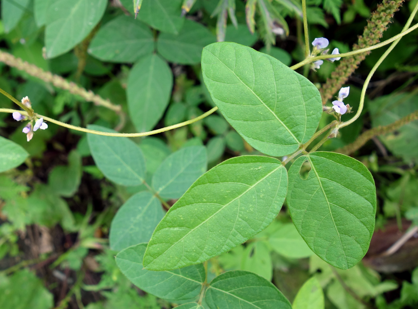 Изображение особи Glycine soja.