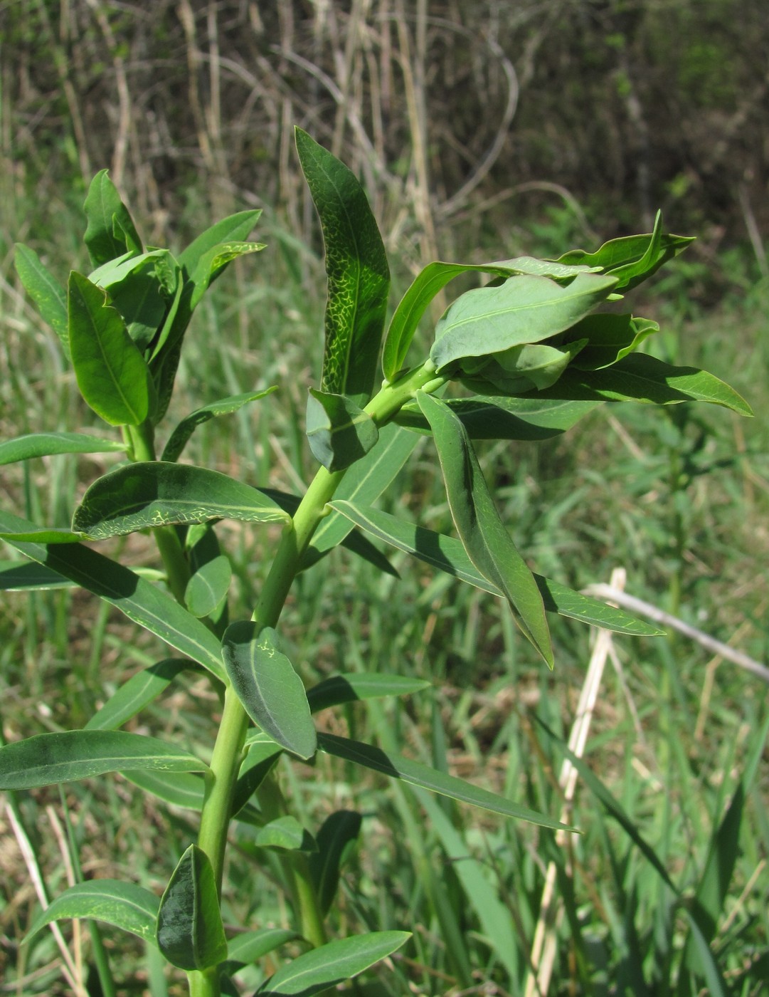 Image of Euphorbia iberica specimen.