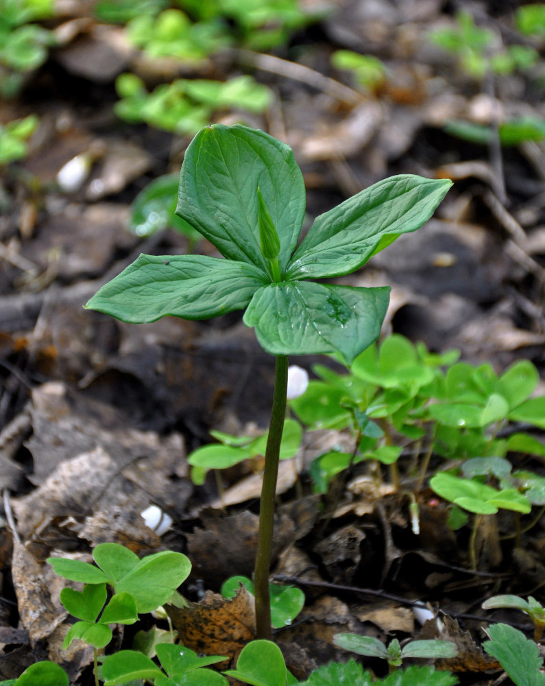 Image of Paris quadrifolia specimen.