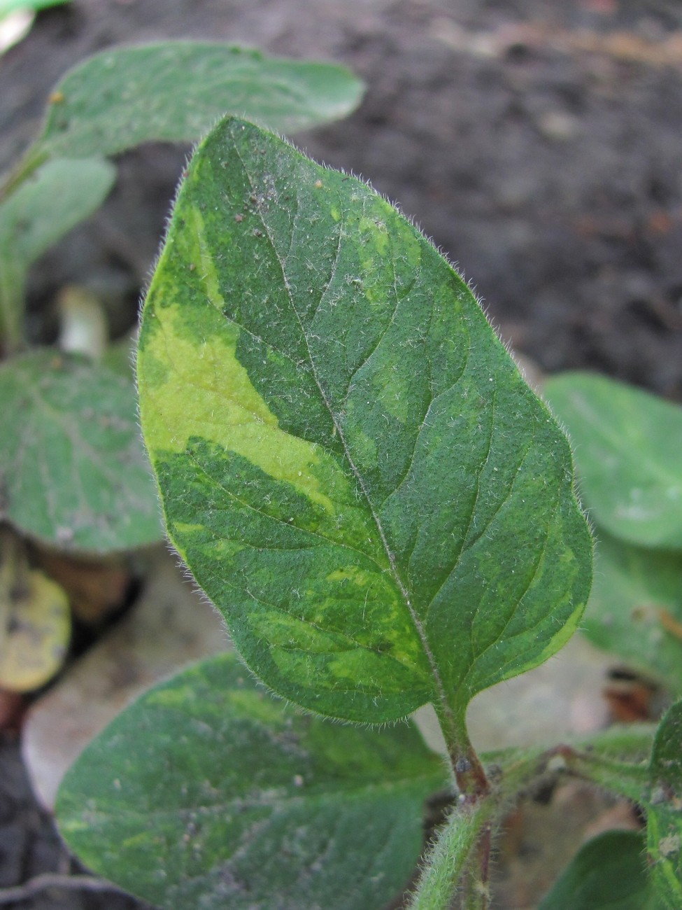 Image of genus Lysimachia specimen.