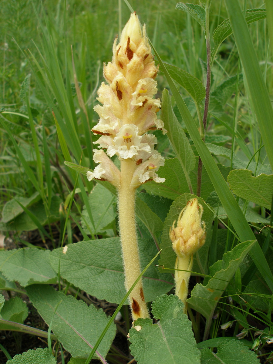 Image of Orobanche centaurina specimen.