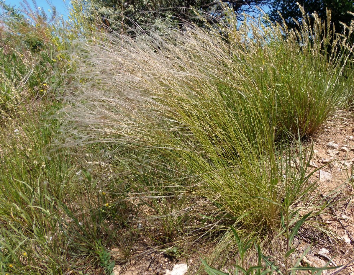 Изображение особи род Stipa.