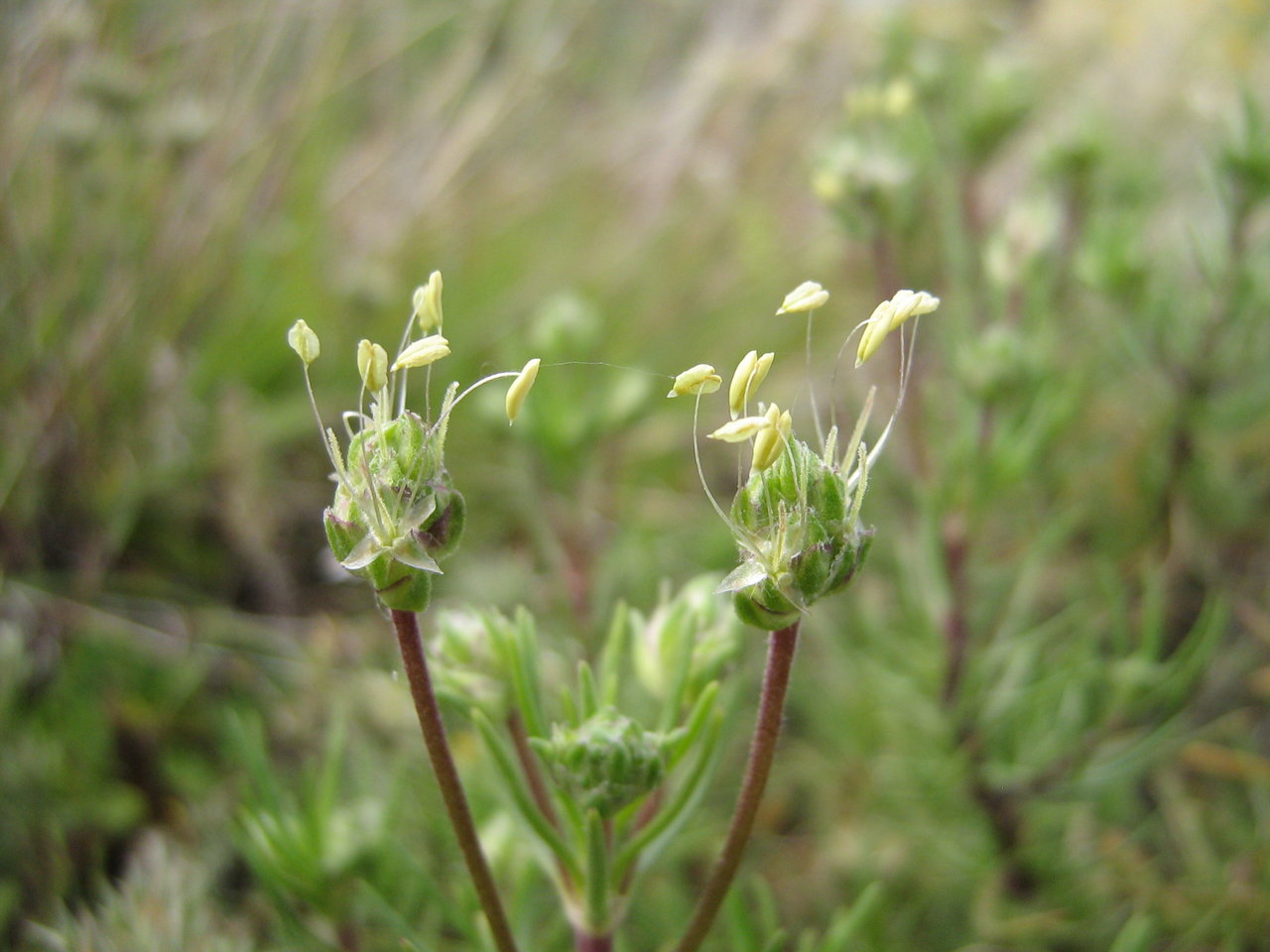 Image of Plantago sempervirens specimen.