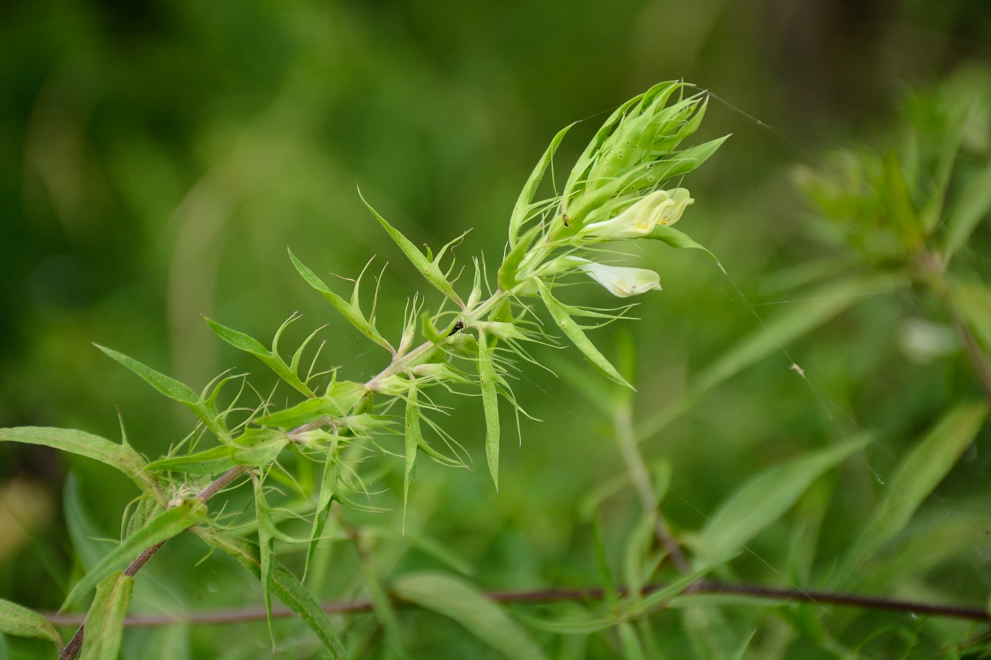 Image of Melampyrum argyrocomum specimen.