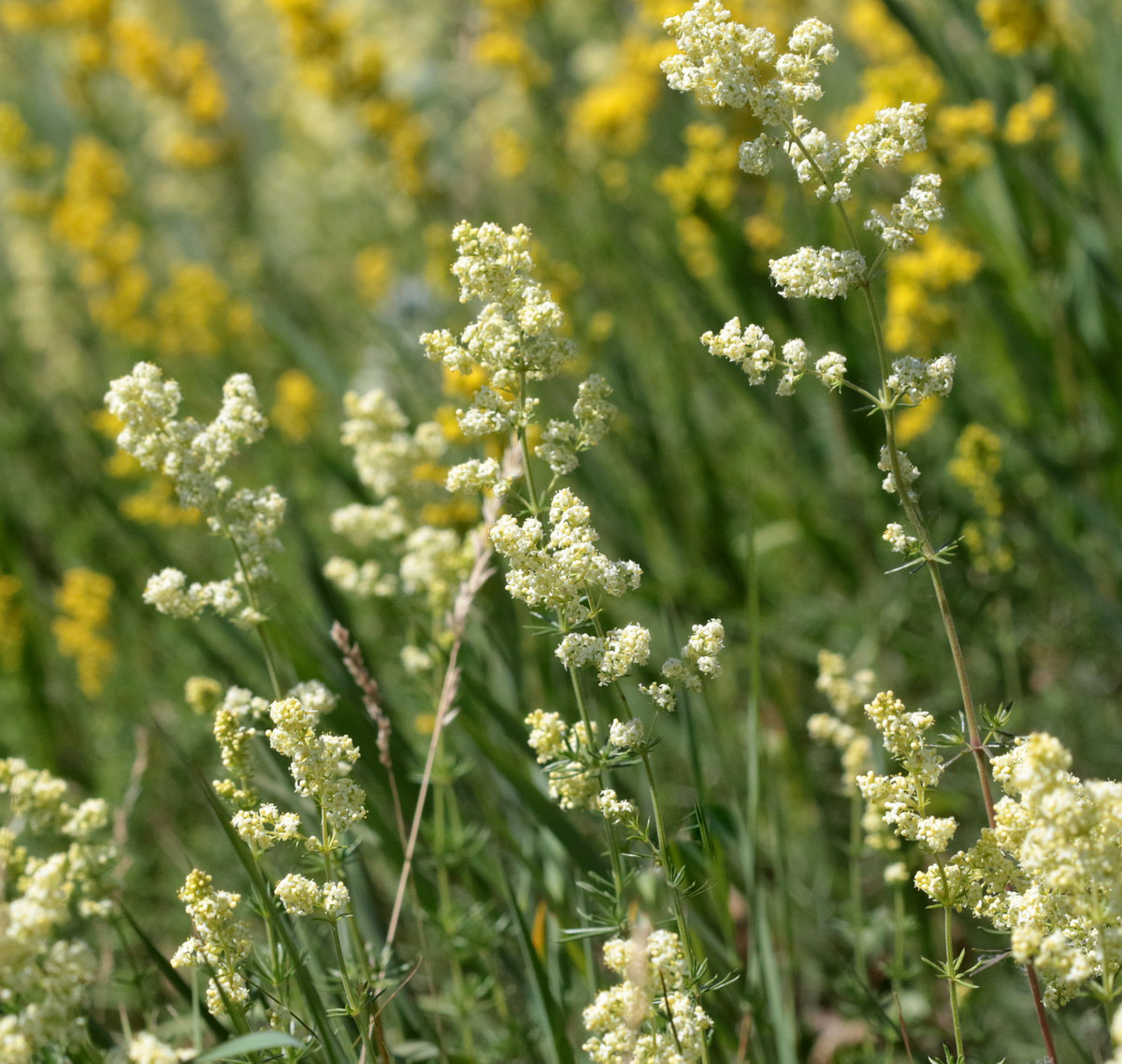 Изображение особи Galium &times; pomeranicum.